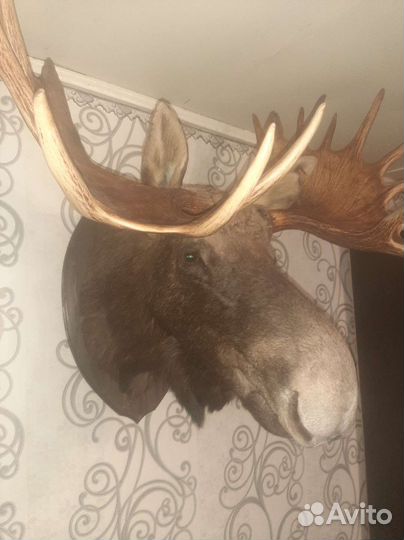 Чучело головы лося