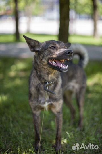Метис бельгийской овчарки, бесплатно