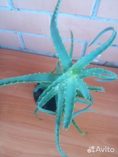 Алоэ столетник