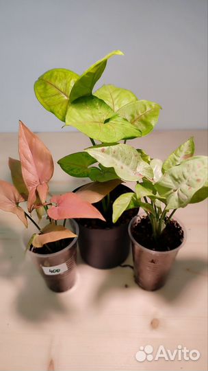 Сингониумы