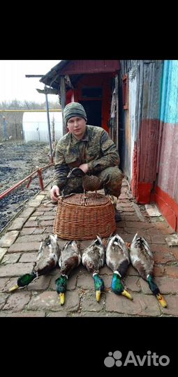 Подсадные, чубарые Селезни