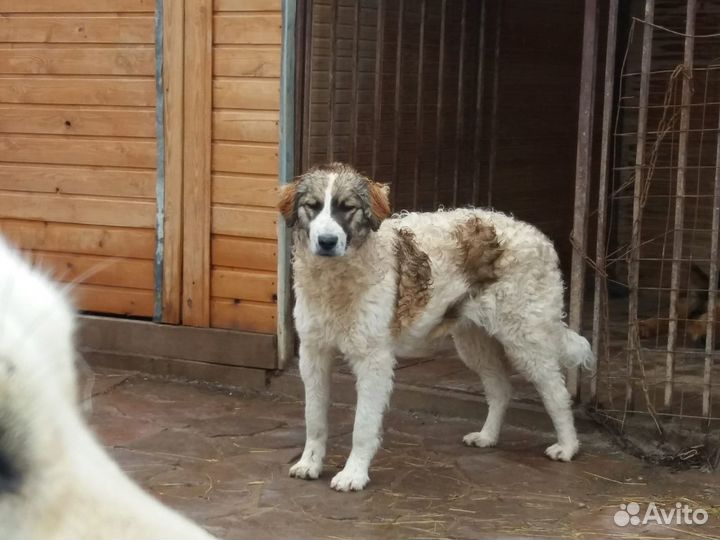 Супер красотка