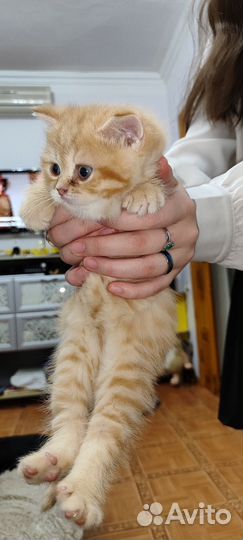 Кот золотая шиншилла