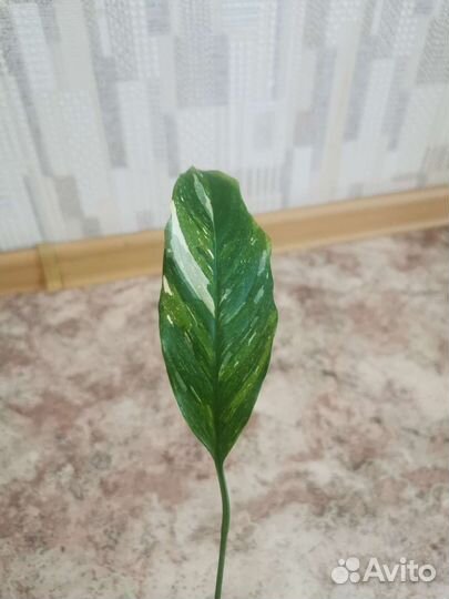 Спатифиллум домино