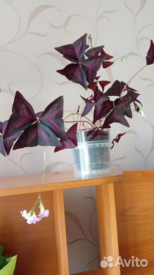 Кислица оксалис