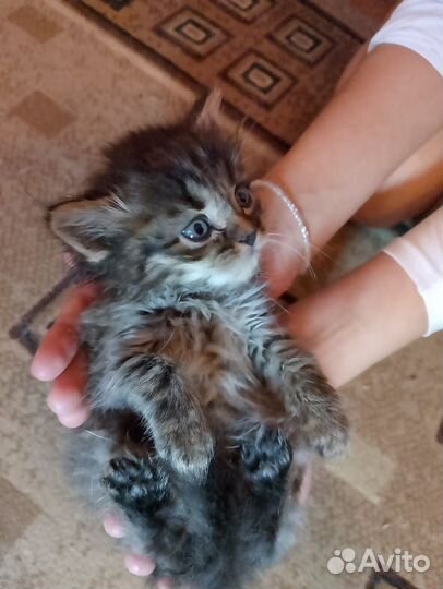 Котятки в добрые руки