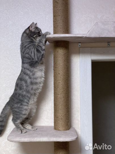 Передержка кошек