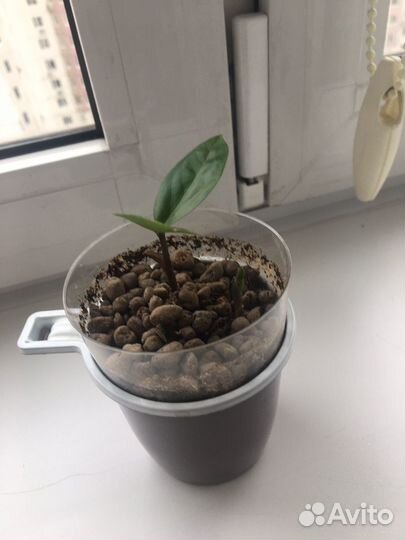 Комнатные растения