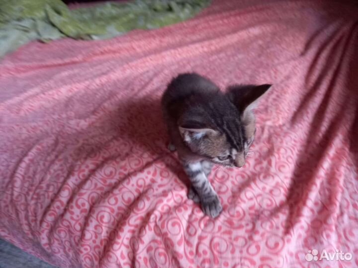 Котик в добрые руки