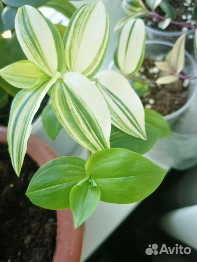 Традесканция желтый холм