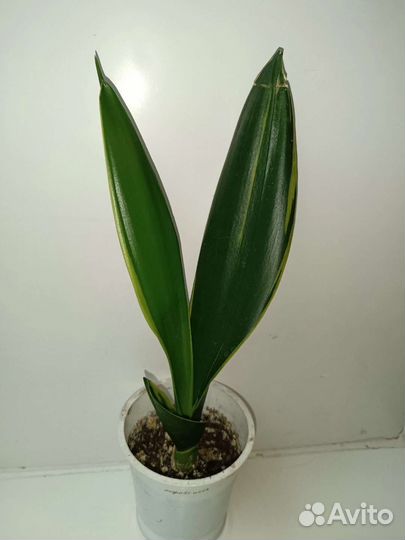 Сансевиерии разные