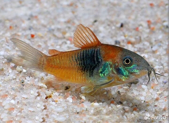 Лорикариевые сомы, коридорасы, апистограммы