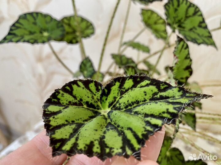 Домашний цветок Бегония тигровая - 2 шт