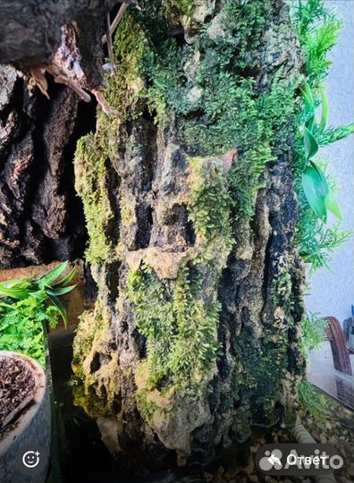 Грот для аквариума террариума с мхом