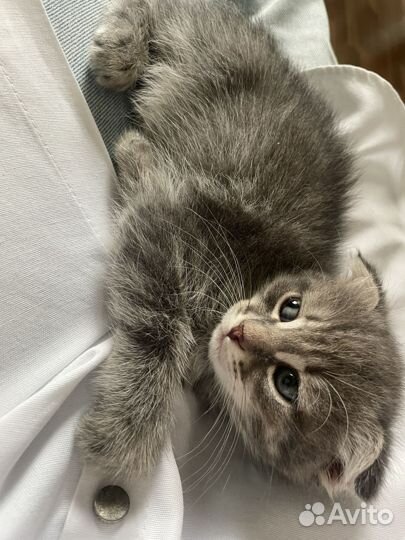 Котята бесплатно