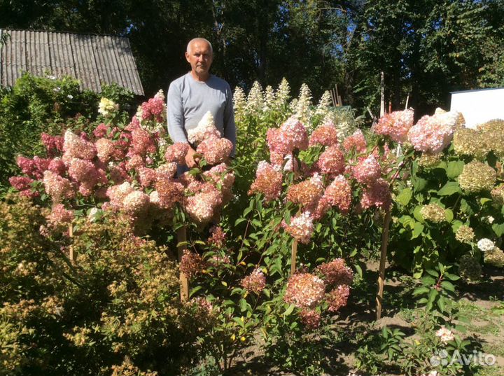 Многолетние кустарники