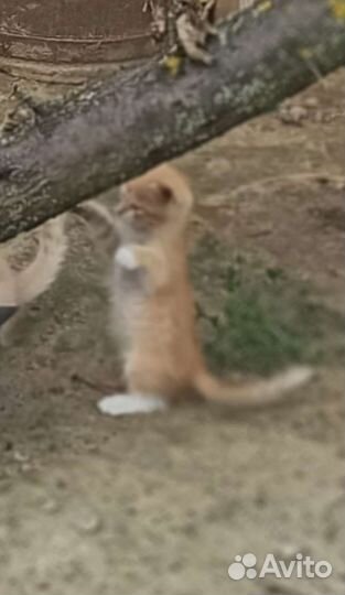 Рыженький котик- белый животик И не только он