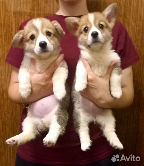 Вельш корги пемброк