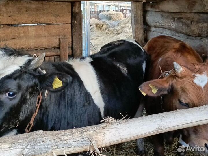 Телка и бык