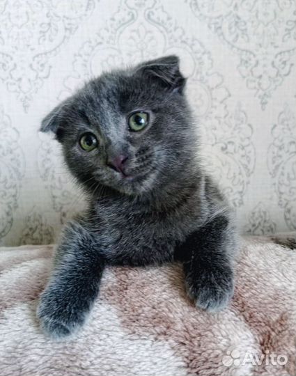 Ангел-хранитель