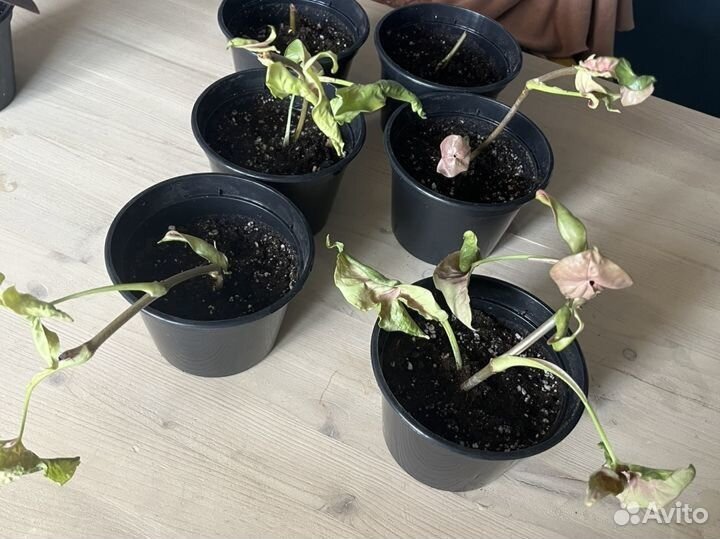 Сингониум неон робуста