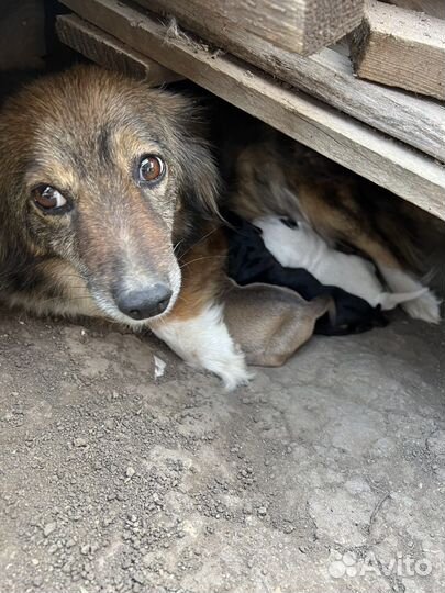 Собака в добрые руки