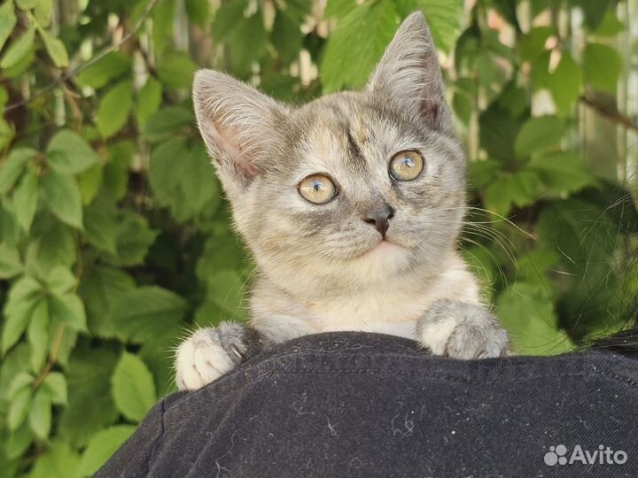 Отдам котенка в добрые руки