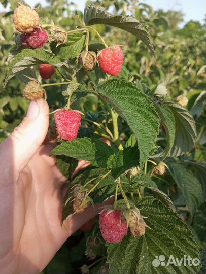 Продажа саженцев малины