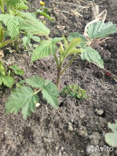 Ремонтантная малина отростки