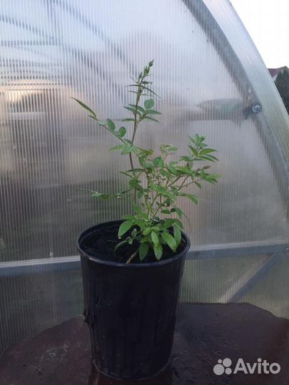 Роза оранж морсдаг