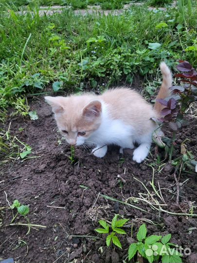 Кошка в дар бесплатно