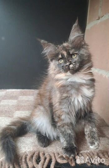 Мейн-кун Котята