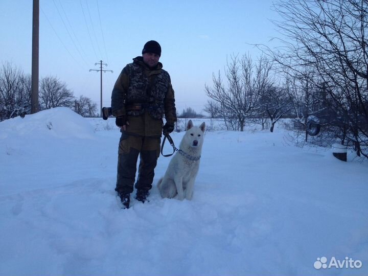 Кобель для вязки зсл