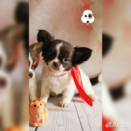 Щеночки чихуахуа лиловые настоящие Мини