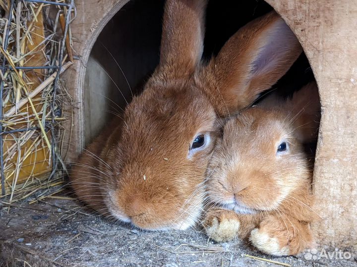 Кролики нзк