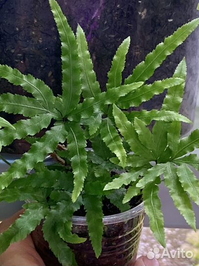 Папоротник птерис