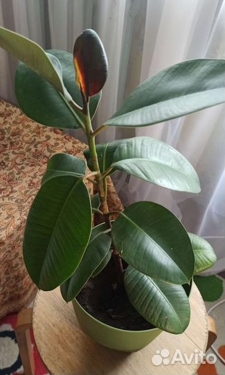 Фикус эластика