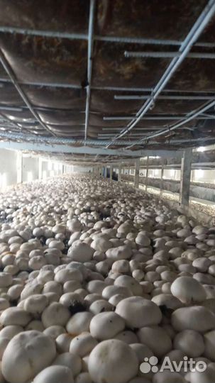 Грибоводство (шампиньоны)