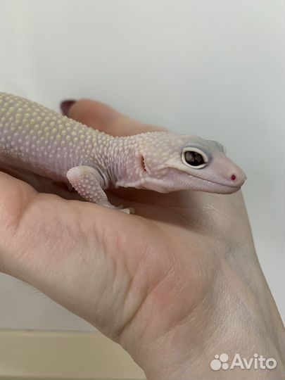 Эублефар Леопардовый геккон