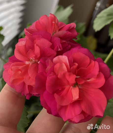 Пеларгония герань