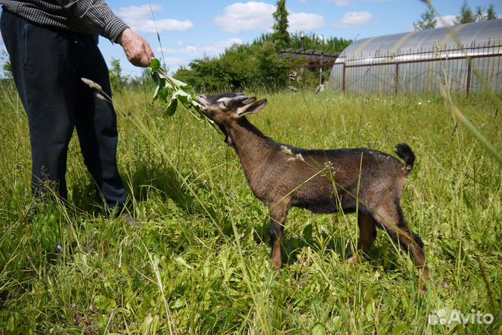 Альпийский козлик