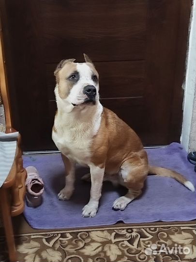 Стаффорд вязка