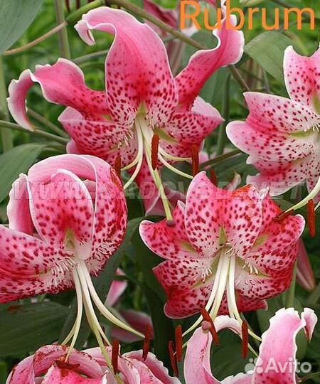 Лилия цветущая