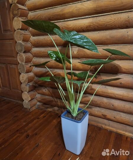 Алоказия венти