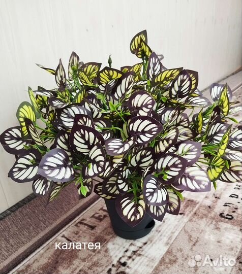 Калатея