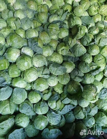 Капуста белокочанная оптом