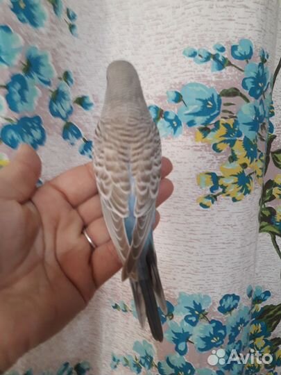 Птенец волнистого попугая