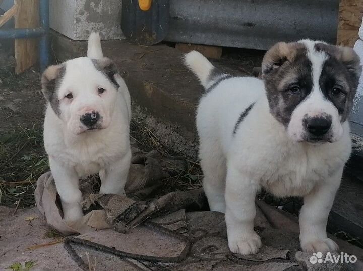 Щенки алабая