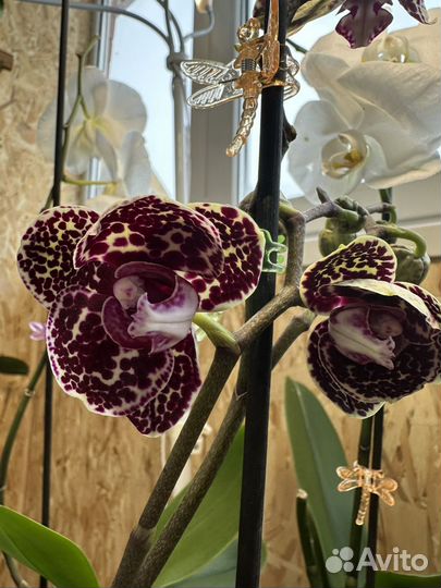 Орхидея фаленопсис