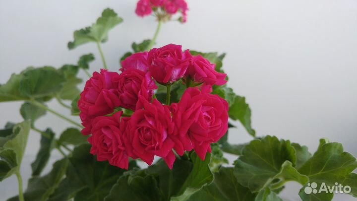 Срез сортовых пеларгоний